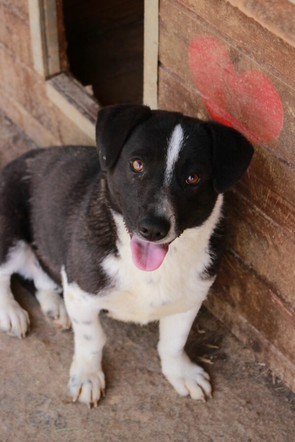 CURRO (= CRISPER)