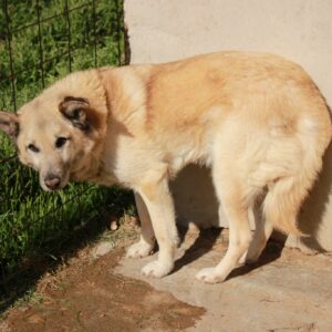 NOROC (=Tambo)