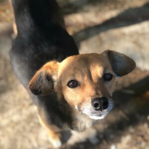 PIXIE - RBB 05/2022