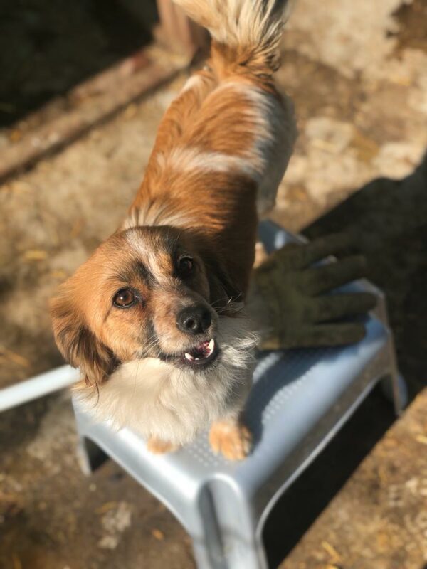 BABETTE - reserviert JW vermittelt – Bild 4