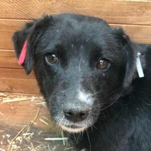 HILDA - auf Pflegestelle in PLZ 2 *vermittelt*