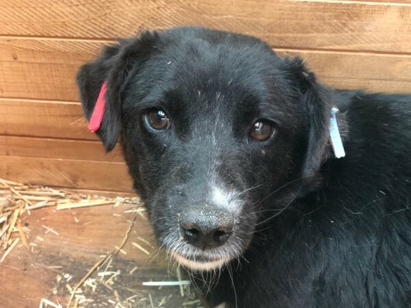 HILDA - auf Pflegestelle in PLZ 2 *vermittelt*