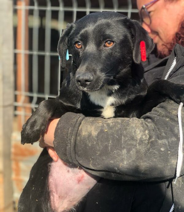 SHAWNEE - reserviert Betty - vermittelt – Bild 2