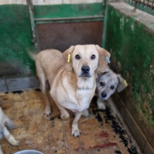 LEXI - reserviert TH Lingen vermittelt
