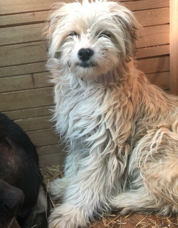 MISTY - reserviert Hundescheune vermittelt – Bild 4
