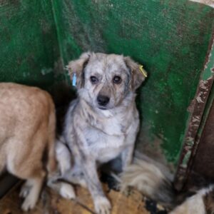 ABBEY - auf Pflegestelle in PLZ 1 vermittelt