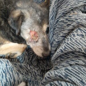 LIZZY - auf Pflegestelle als Gnadenplatzhund ausgereist