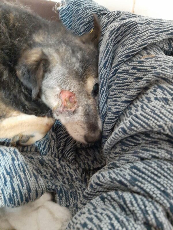 LIZZY - auf Pflegestelle als Gnadenplatzhund ausgereist