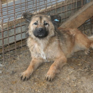 MONDIA - reserviert TST Rösrath vermittelt
