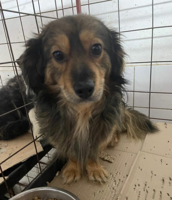 FRIDOLINO - reserviert Tierhilfe Lebenswert DR (03.05.) - vermittelt