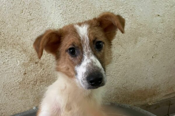 RANI - reserviert Tierhilfe Lebenswert DR (23.05.) - vermittelt
