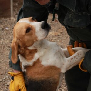 SARINA - reserviert Laborbeaglehilfe vermittelt