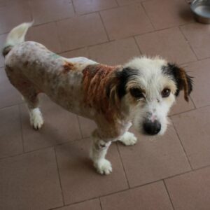 TREMBOLI - reserviert Nadine H. vermittelt