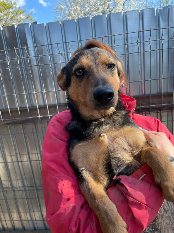 ACE - reserviert Tierhilfe Lebenswert DR (19.08.) - vermittelt – Bild 2