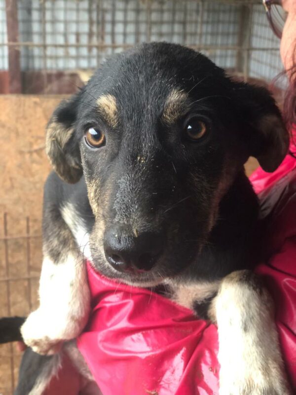 GYPSIE - reserviert Tierhilfe Lebenswert DR (27.08.) - vermittelt – Bild 3