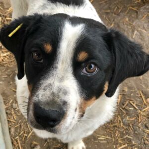 TUCKER reserviert (Betty 14/09) vermittelt