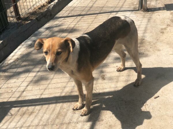 SELMA (♀) - (Doppelerfassung=Alessa) – Bild 4