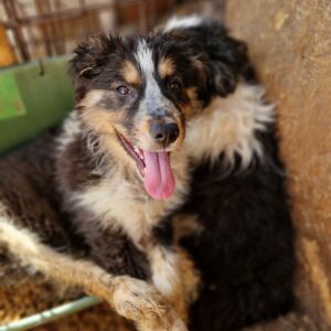 CHESMA - reserviert Second Chance Dogs vermittelt