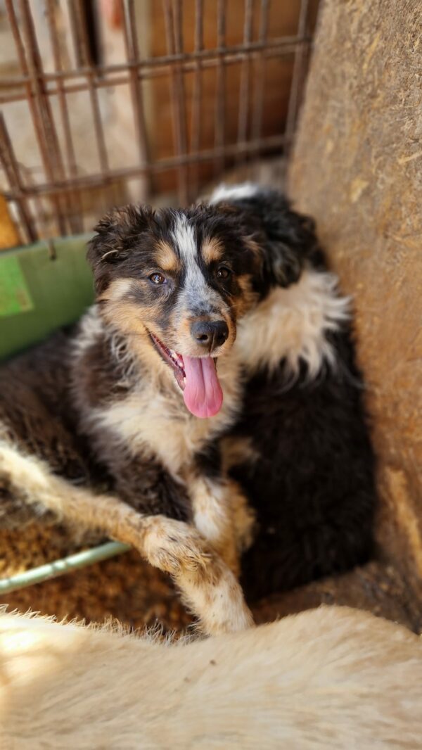 CHESMA - reserviert Second Chance Dogs vermittelt