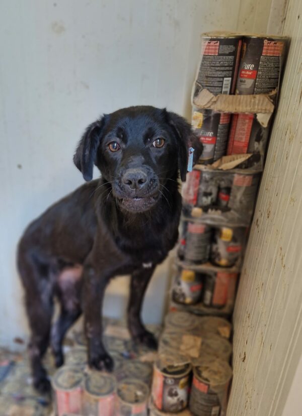 PENELOPE (♀) – Bild 5