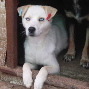 BLUE EYES - reserviert MfTL vermittelt