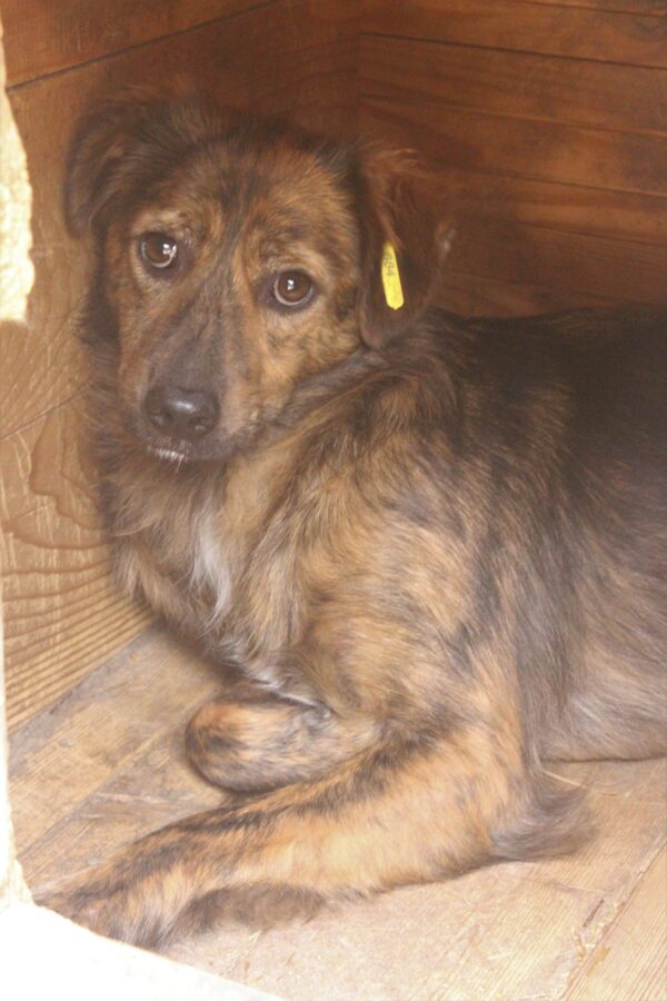 SPARKY (♂) – Bild 3