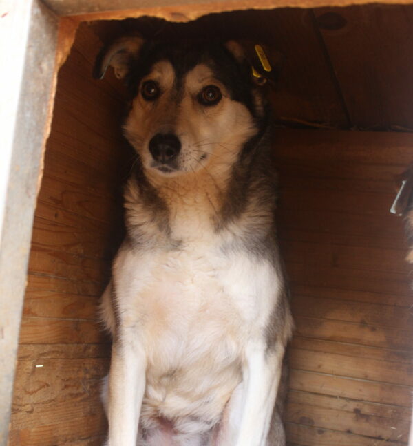 ANGIE (♀) – Bild 6