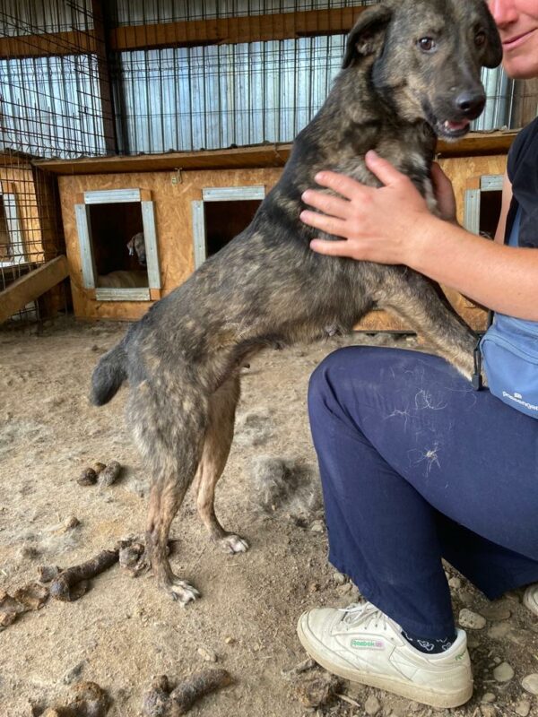 TILLY - reserviert Tierhilfe Lebenswert DR (10.08.) - vermittelt – Bild 8