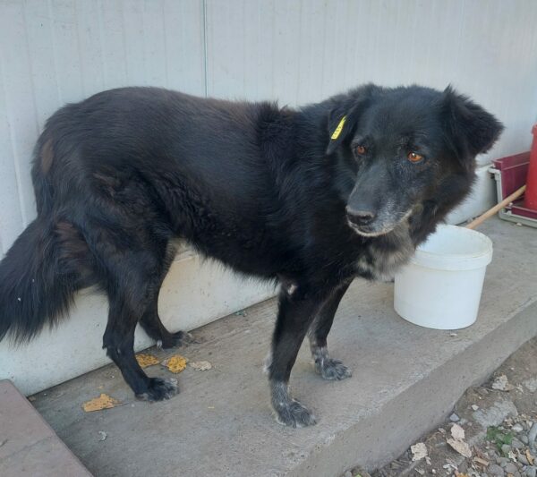 LUCY (♀) - unvermittelbar – Bild 5