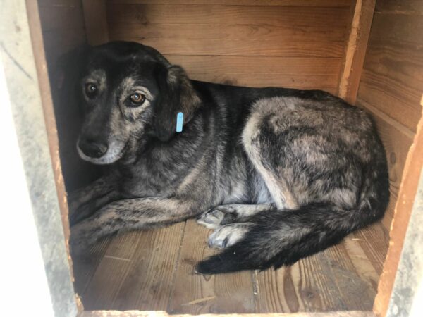 SAYURI - vermisst 04/24 – Bild 2
