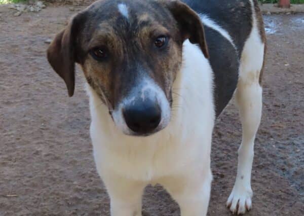ROSCOE (♂) – Bild 22