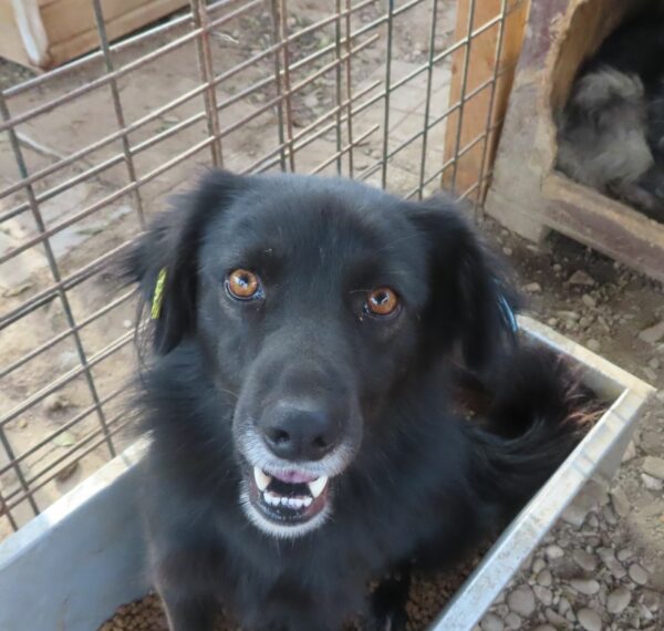 ATHENA - reserviert Tierhilfe Lebenswert DR 29.03. - vermittelt – Bild 4