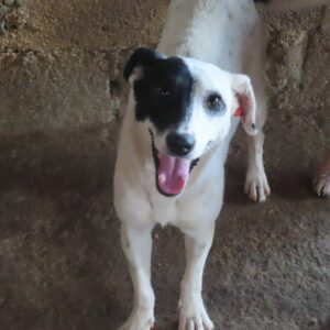 SHADOW - reserviert Silke - vermittelt