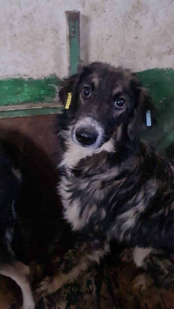 JARVIS (♂) – Bild 11
