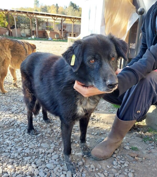 LUCY (♀) - unvermittelbar – Bild 2