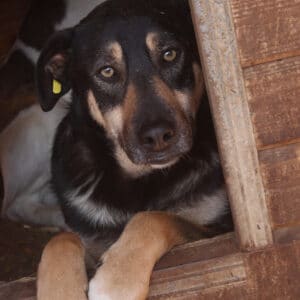JASPER - vermittelt MH