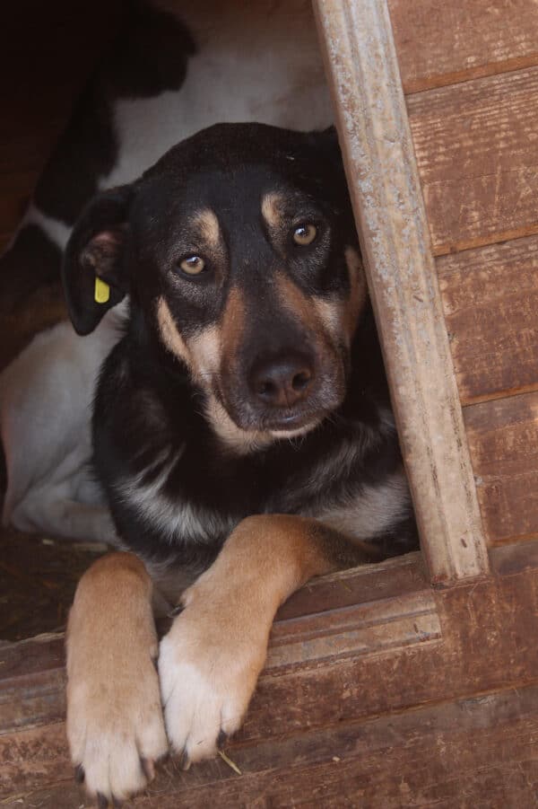 JASPER - vermittelt MH