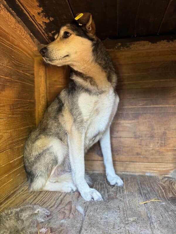 ANGIE (♀) – Bild 4