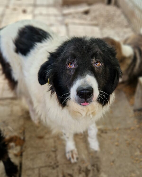 MAGGY (♀) – Bild 2