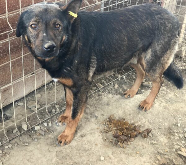 CRUSOE - vermisst 11/24