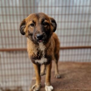 RHONDA - reserviert TST Rösrath vermittelt