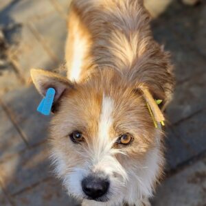 PUPY - Notfall - reserviert TH Filderstadt vermittelt