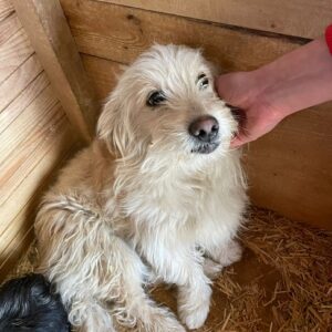 MIKE - reserviert Tierhilfe Lebenswert DR (08.04.)