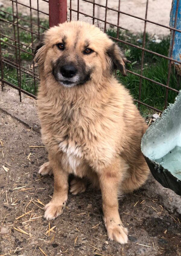HEIDI - reserviert IH DR (22.04.) - vermittelt