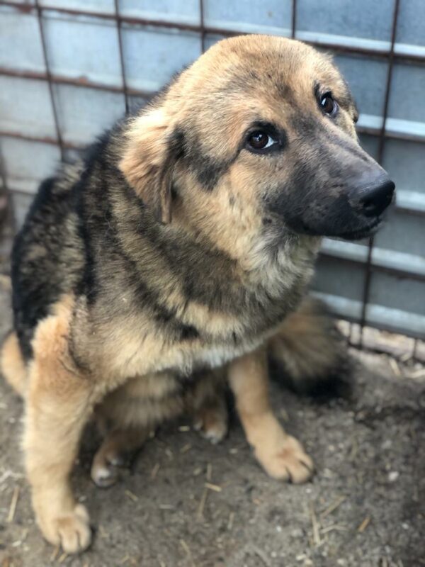 SALLY - reserviert Tierhilfe Lebenswert DR (19.06.) - vermittelt – Bild 7