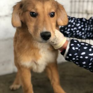 PRIMERA - reserviert Hundescheune Fläming vermittelt