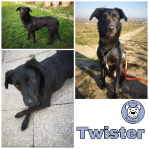 Twister in 55291 Saulheim *vermittelt*