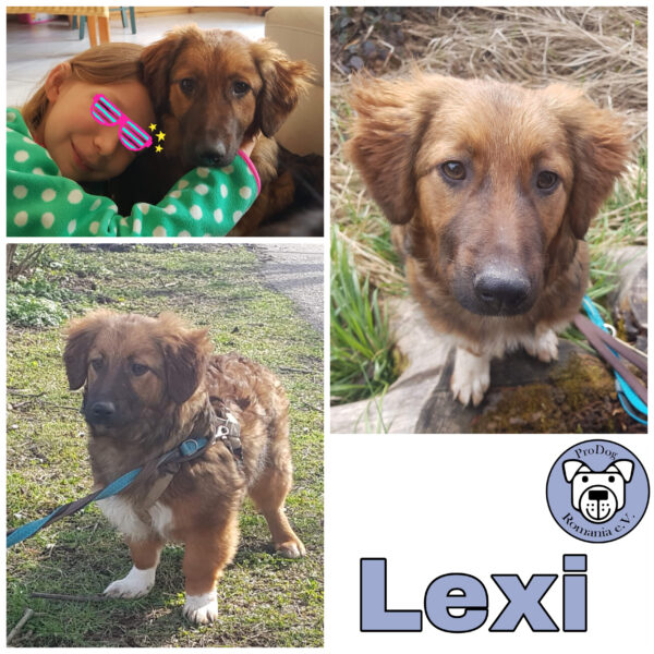 Lexi in 82223 Eichenau - vermittelt