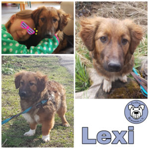 Lexi in 82223 Eichenau - vermittelt