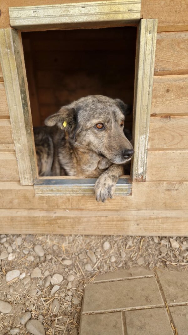 ALMERA - reserviert (Betty 17/12) - vermittelt – Bild 2